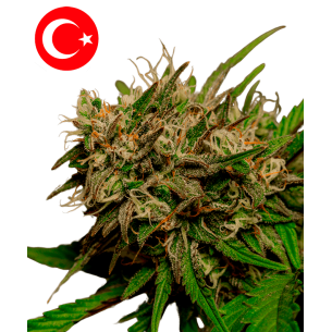 Taurus Blaze Autoflowering