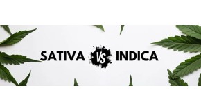 What is the difference between indica and sativa varieties?