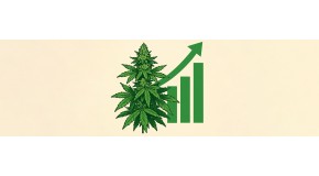 How to maximize cannabis yields