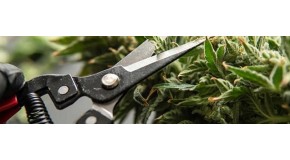 Pruning cannabis: pros, cons and advice