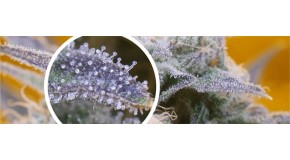 What are trichomes and why are they in the cannabis plant?