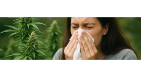 Allergy to cannabis