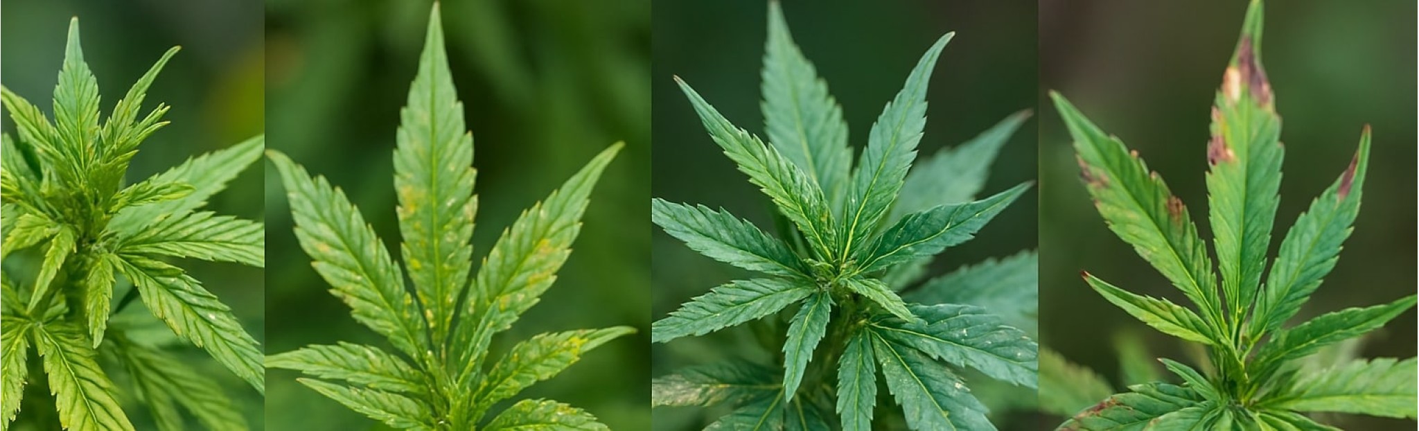 Hemp diseases