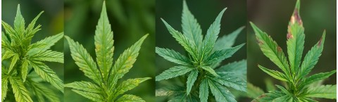 Hemp diseases