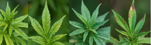 Hemp diseases