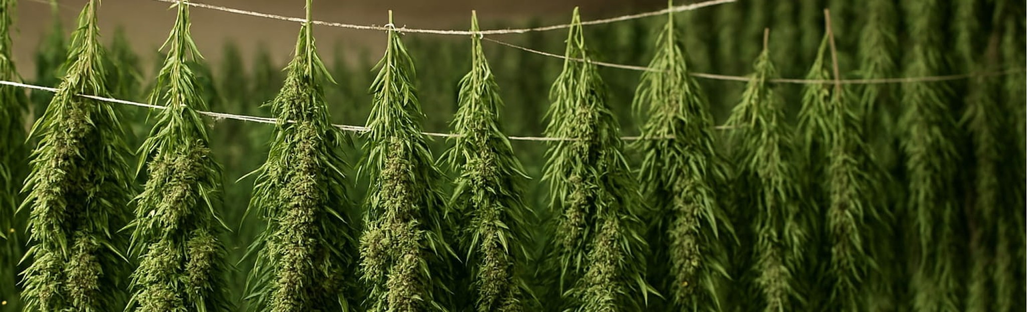 Drying hemp