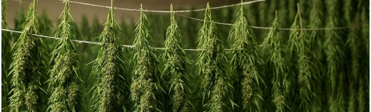 Drying hemp