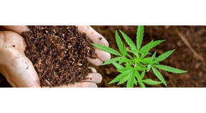 How to choose soil for cannabis?