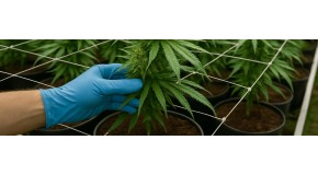 How to grow cannabis: a beginner's guide