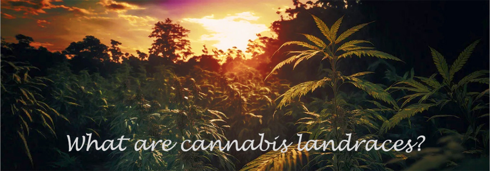 What are cannabis landraces?