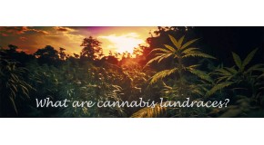 What are cannabis landraces?