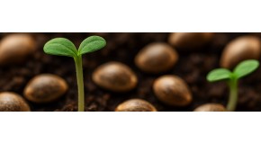 New cannabis seeds: the best hybrids of 2025
