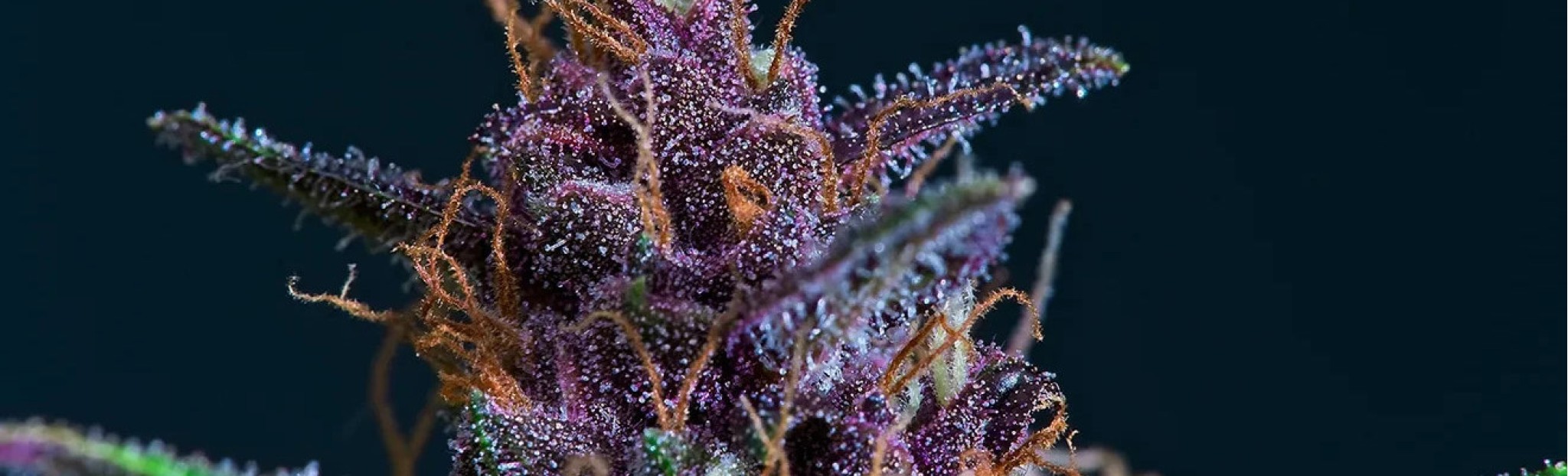 THC in cannabis: how to increase the percentage of THC content