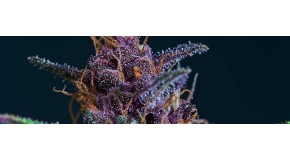 THC in cannabis: how to increase the percentage of THC content