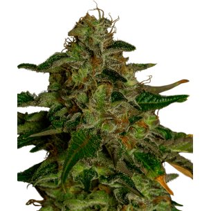 CBD Amnesia