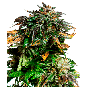 CBD Charlote's Angel