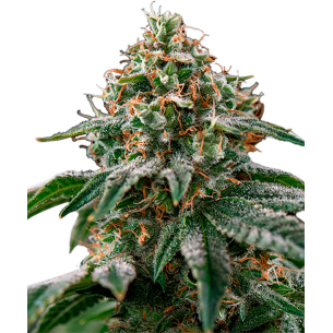 CBD Compassion