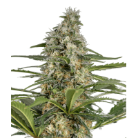 CBD Critical