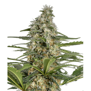 CBD Critical