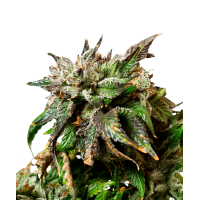 CBD Kush