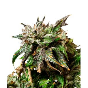 CBD Kush