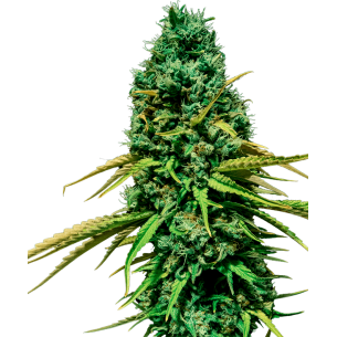 CBD NYC Diesel