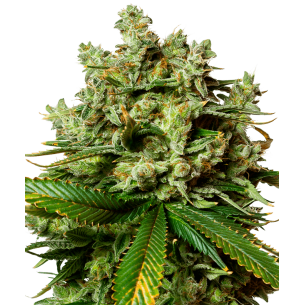 CBD White Widow