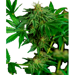 Candy Kush