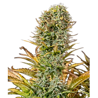Chronic