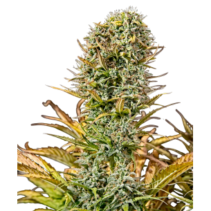 Chronic