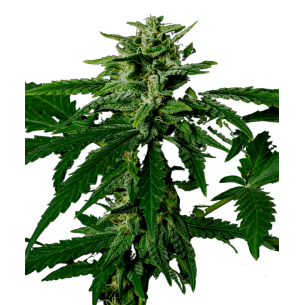 Early Skunk