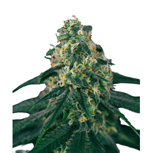 Golden Lemon Haze