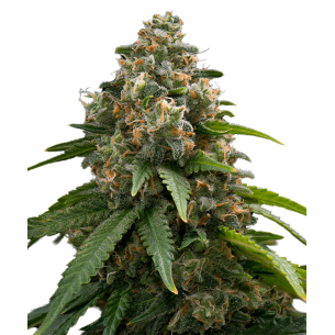 Green Crack