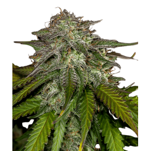 Marley`s Collie