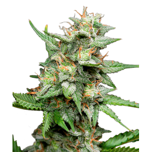 Northern Lights