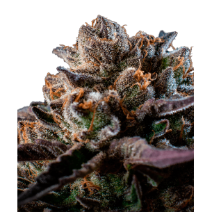 Purple Haze