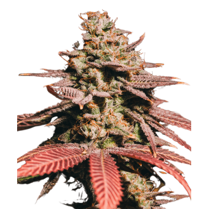 Purple Punch