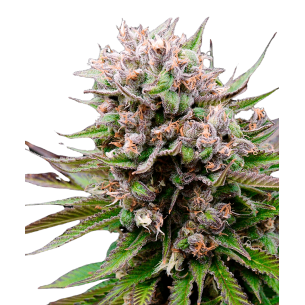 Sherbet