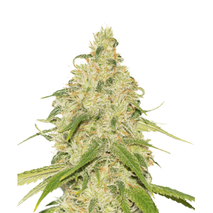 Silver Lime Haze