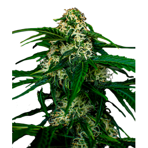 Super Silver Haze