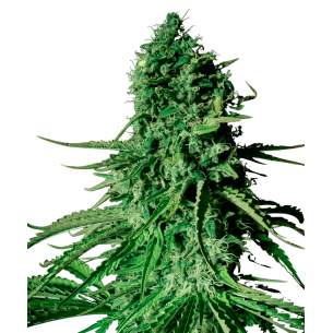 Zkittlez