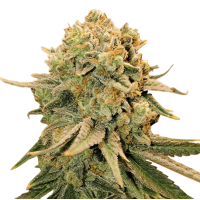 Train Wreck