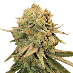 Train Wreck