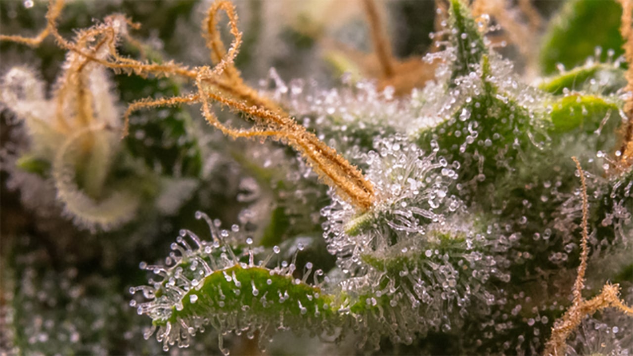 cannabis trichomes
