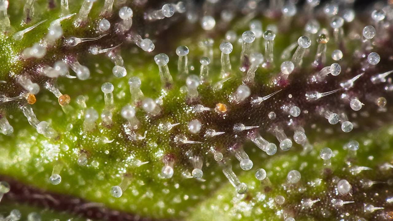 marijuana trichomes