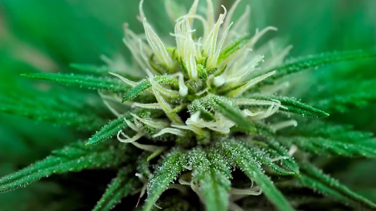 ganja bush